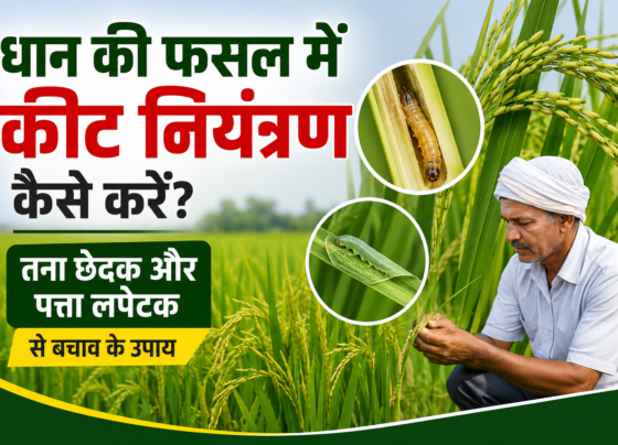 Dhan Ki Fasal Mein Keet Niyantran Kaise Karein