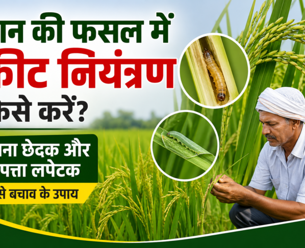 Dhan Ki Fasal Mein Keet Niyantran Kaise Karein