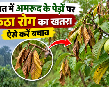 Amrud Me Uktha Rog Se Bachav