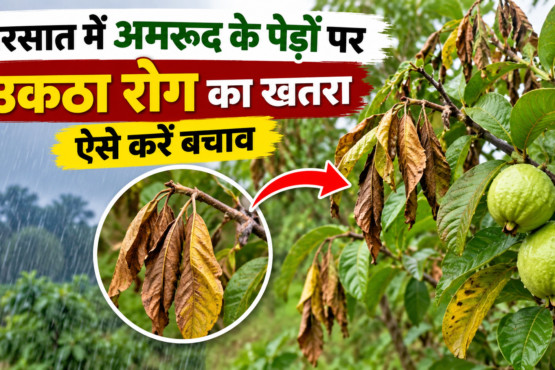 Amrud Me Uktha Rog Se Bachav