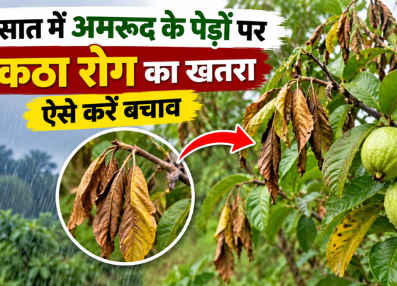 Amrud Me Uktha Rog Se Bachav