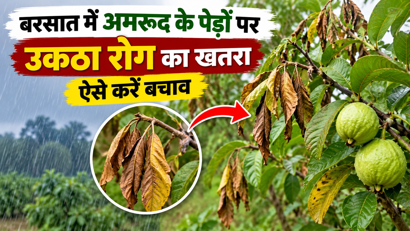 बारिश के बाद अमरूद के पेड़ों में बढ़ा उकठा रोग का खतरा, ऐसे करें बचाव Amrud Me Uktha Rog Se Bachav