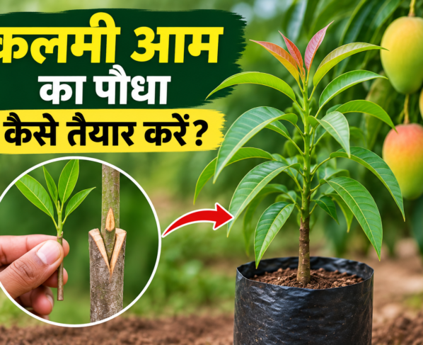 Kalmi Aam Ka Paudha Kaise Taiyar Karein