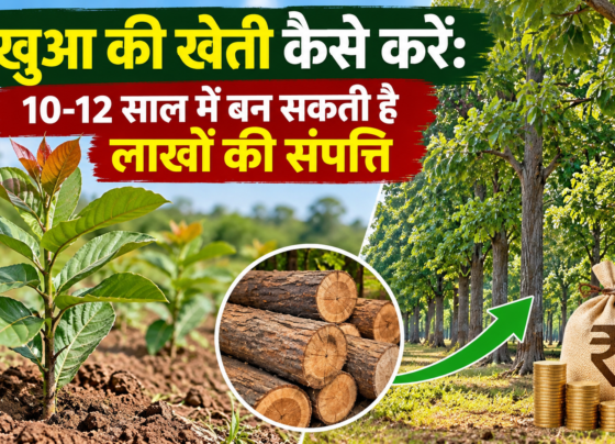Sakhua Ki Kheti Kaise Kare