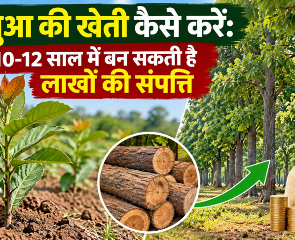 Sakhua Ki Kheti Kaise Kare