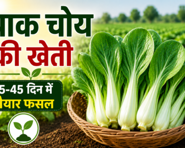 Pak Choy Ki Kheti Kaise Kare