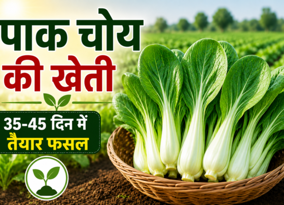 Pak Choy Ki Kheti Kaise Kare