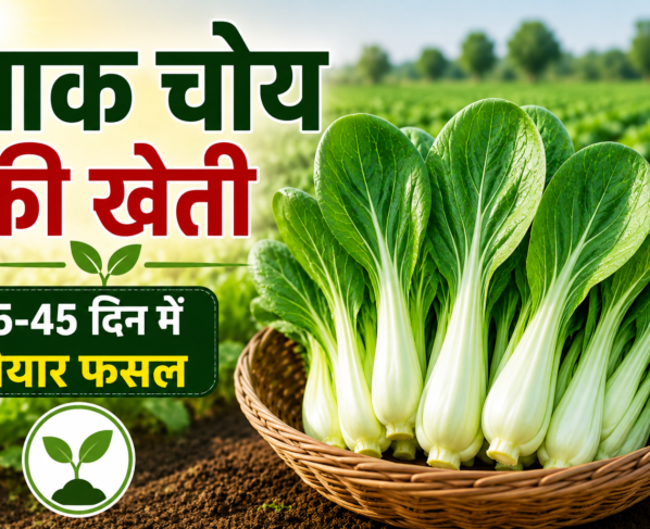 Pak Choy Ki Kheti Kaise Kare