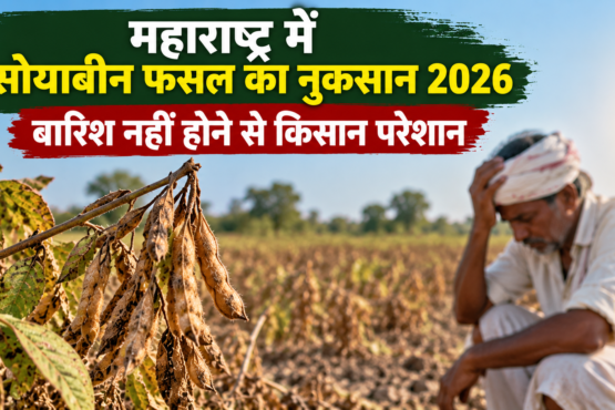 Maharashtra mein Soybean Fasal ka Nuksan 2026