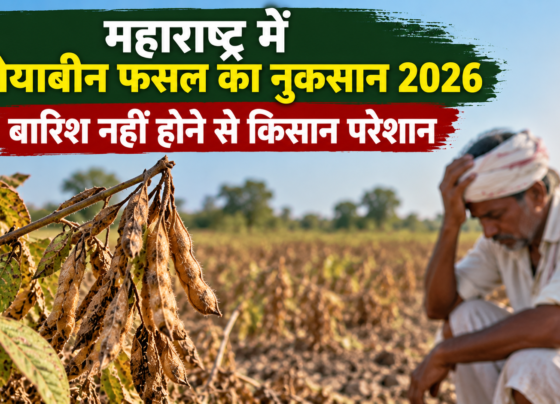 Maharashtra mein Soybean Fasal ka Nuksan 2026