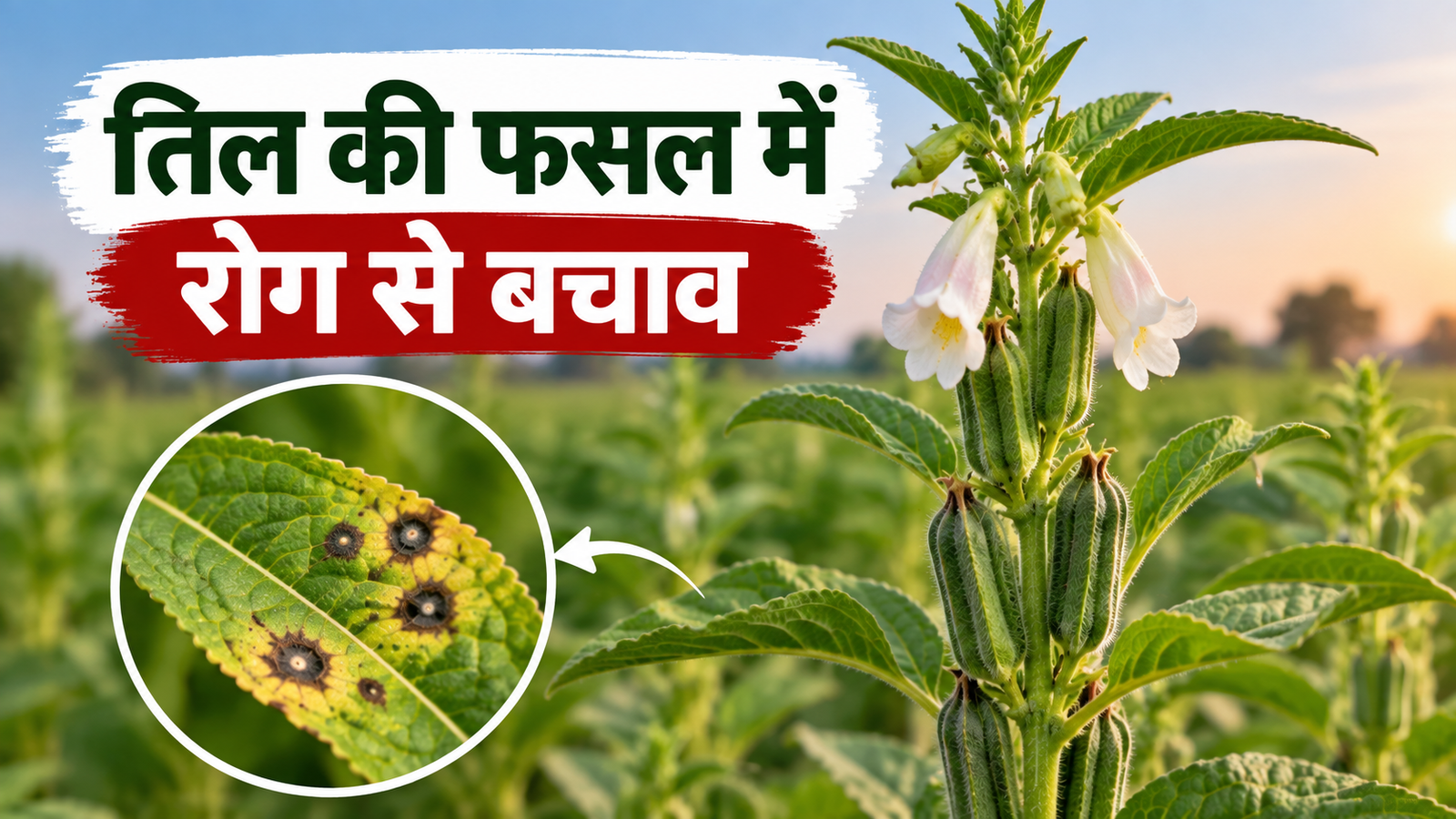 सितंबर में तिल की फसल में बढ़ सकता है रोगों का खतरा, पत्तियों पर दिखें ये निशान तो तुरंत रहें सावधान  Til Ki Fasal Mein Rog Se Bachav