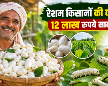 Resham Kisanon Ki Kamai 12 Lakh Rupaye Salana