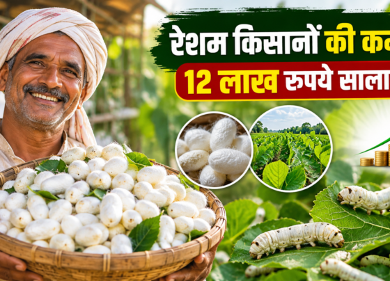 Resham Kisanon Ki Kamai 12 Lakh Rupaye Salana