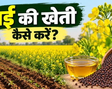 Rai Ki Kheti Kaise Karein?