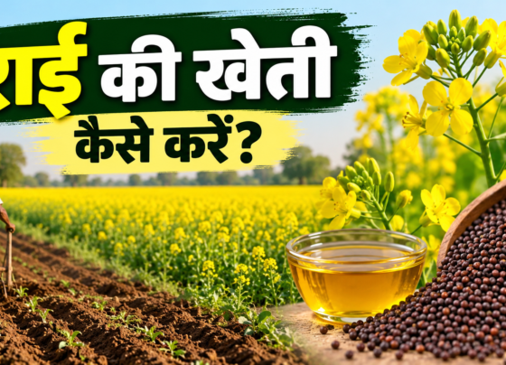 Rai Ki Kheti Kaise Karein?