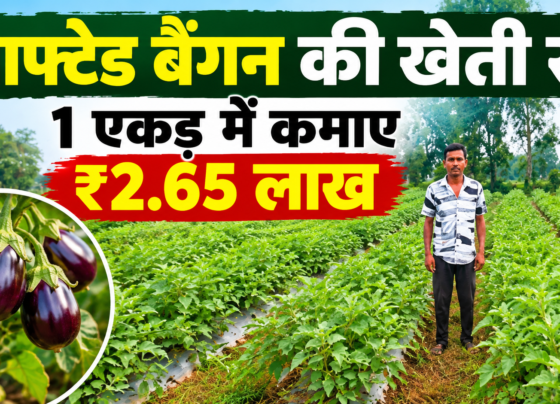 Gaurav Kuthare Grafted Brinjal Farming Success Story