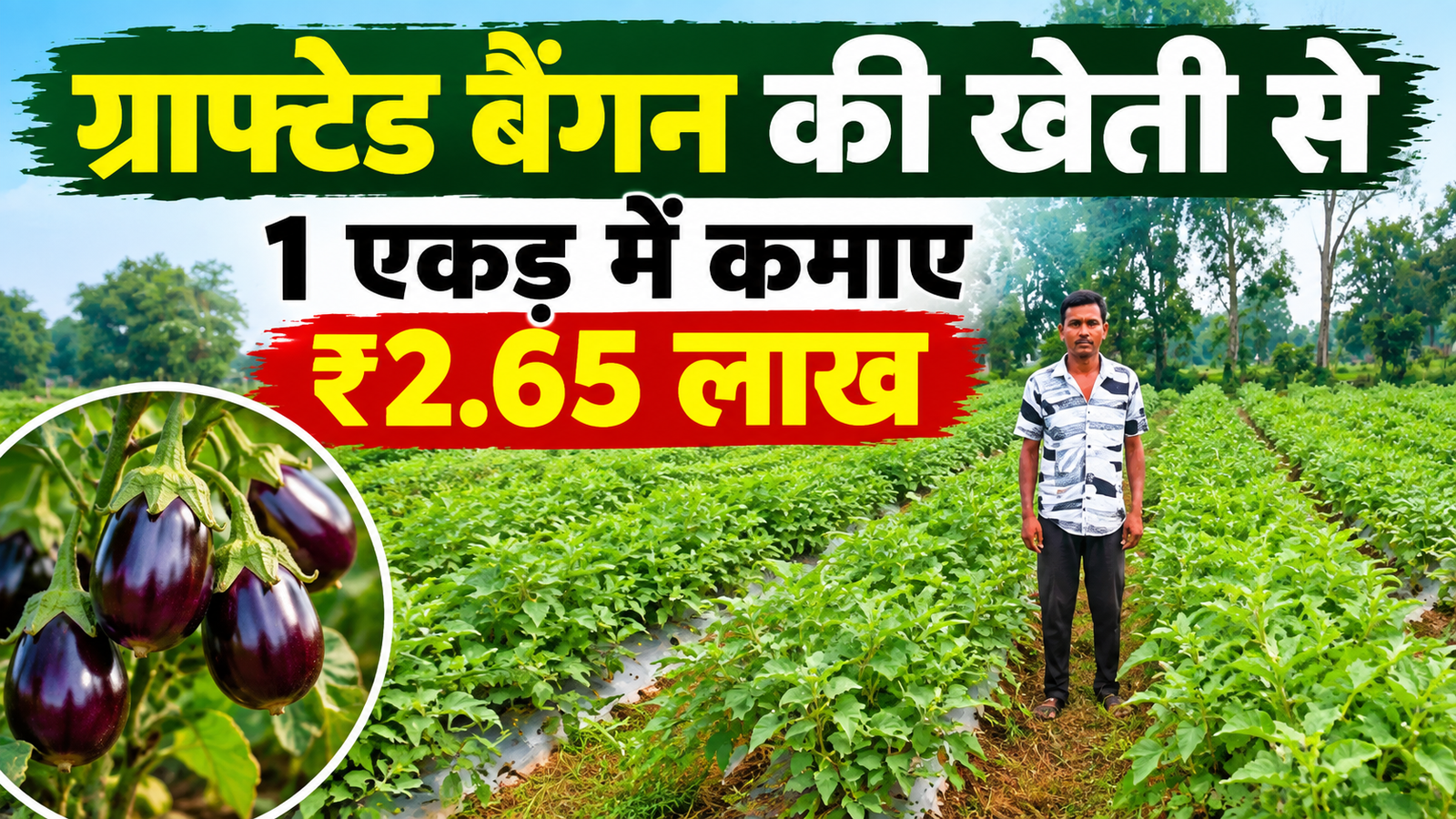 छत्तीसगढ़ के किसान गौरव कुठारे ने ग्राफ्टेड बैंगन की खेती से 1 एकड़ में कमाए ₹2.65 लाख  Gaurav Kuthare Grafted Brinjal Farming Success Story