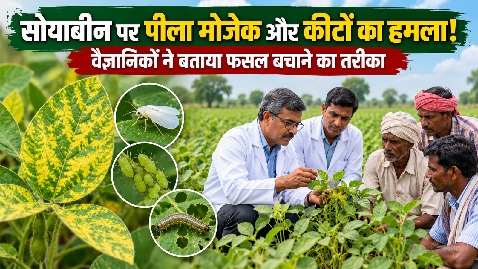 सोयाबीन पर पीला मोजेक और कीटों का हमला! वैज्ञानिकों ने खेतों में पहुंचकर बताया फसल बचाने का तरीका Soybean Fasal Ko Rog Aur Keet Se Kaise Bachaye
