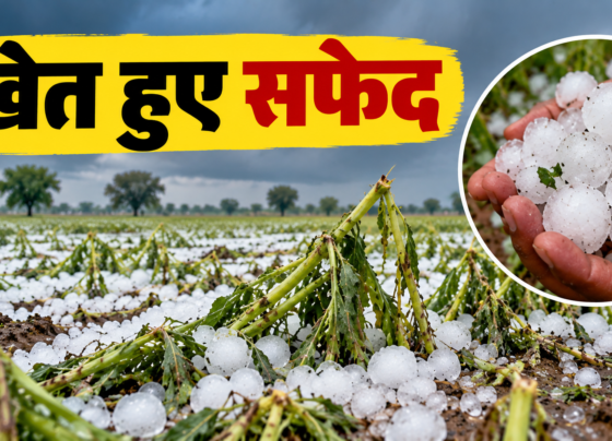 Nagaur Mein Barish Aur Olavrishti Se Fasalon Ko Nuksan