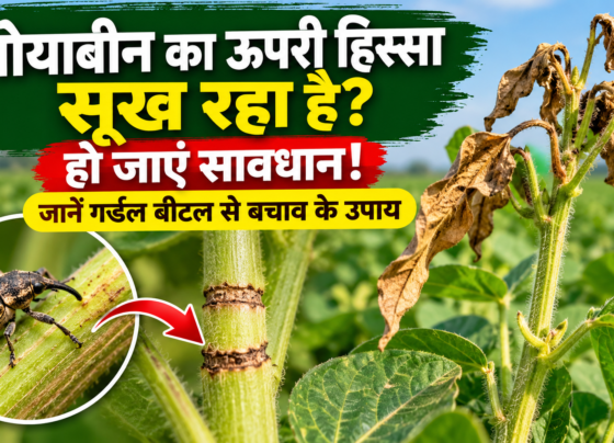 Soybean Mein Girdle Beetle Ka Prakop