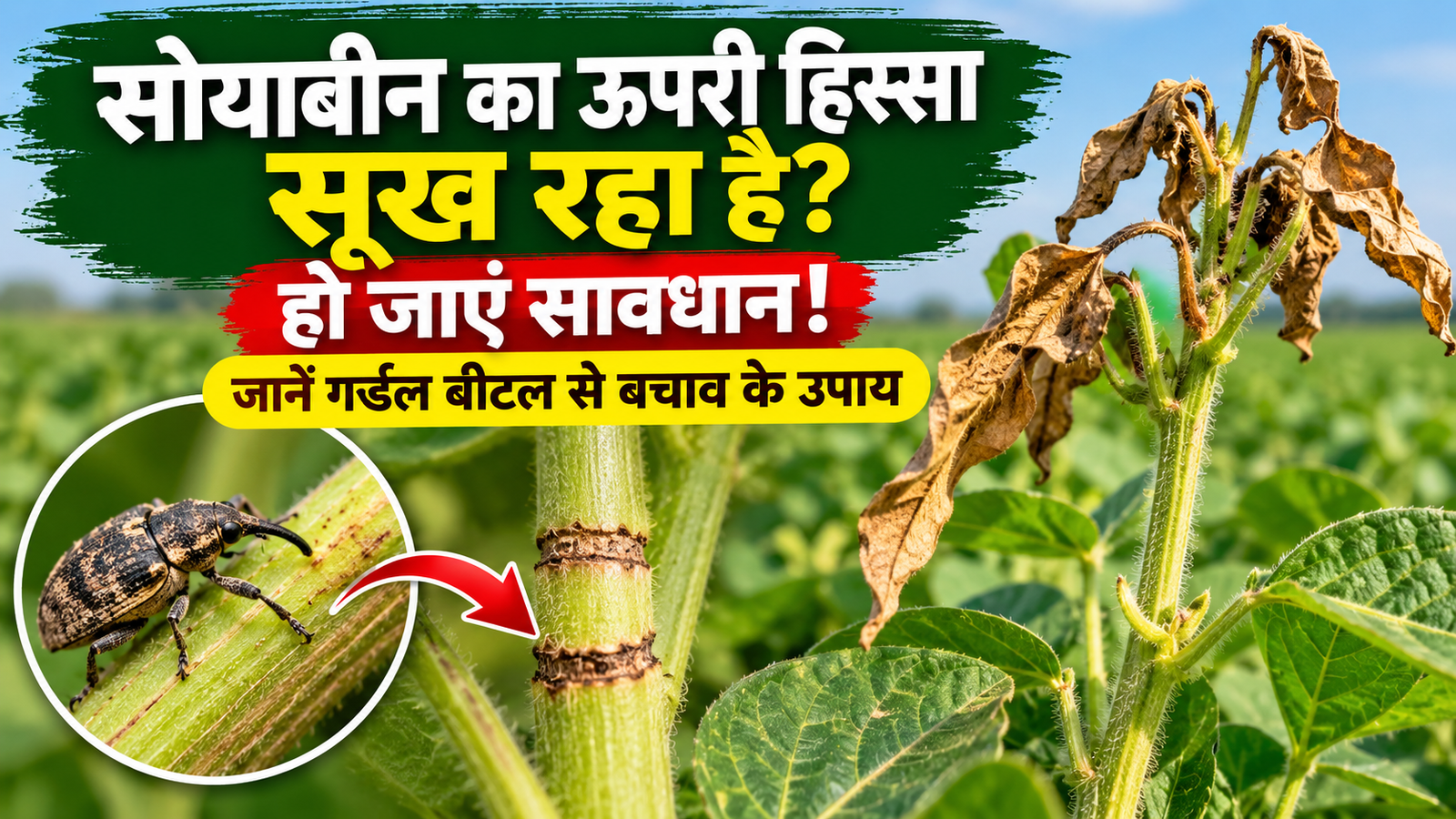 सोयाबीन में गर्डल बीटल का प्रकोप, ऊपरी हिस्सा सूखने पर किसान रहें सावधान  Soybean Mein Girdle Beetle Ka Prakop
