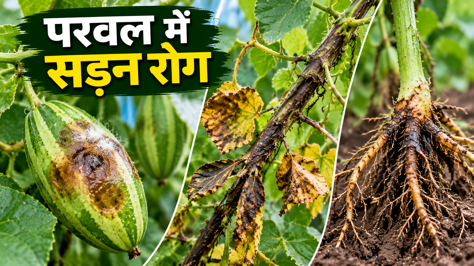 परवल में फल, लत्तर और जड़ सड़न रोग, बरसात में परवल की फसल को ऐसे बचाएं Parval Mein Fal, Lattar Aur Jad Sadan Rog