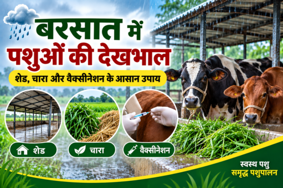 Barsaat Mein Pashuon Ki Dekhbhal