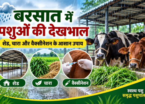 Barsaat Mein Pashuon Ki Dekhbhal