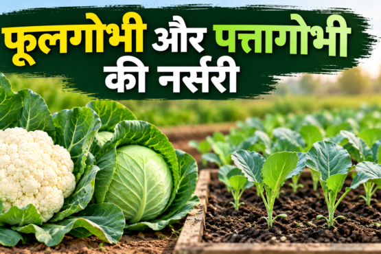 Phool Gobhi Aur Patta Gobhi Ki Nursery