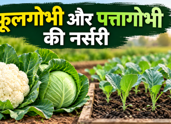 Phool Gobhi Aur Patta Gobhi Ki Nursery