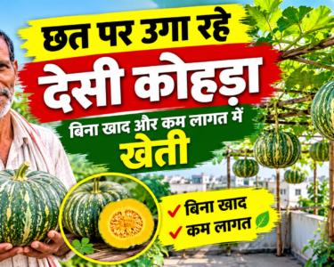 Ramchandra Yadav Farming Success Story