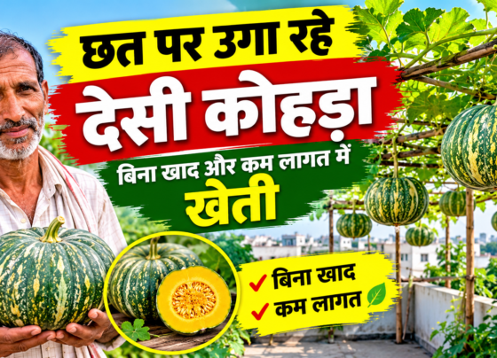 Ramchandra Yadav Farming Success Story