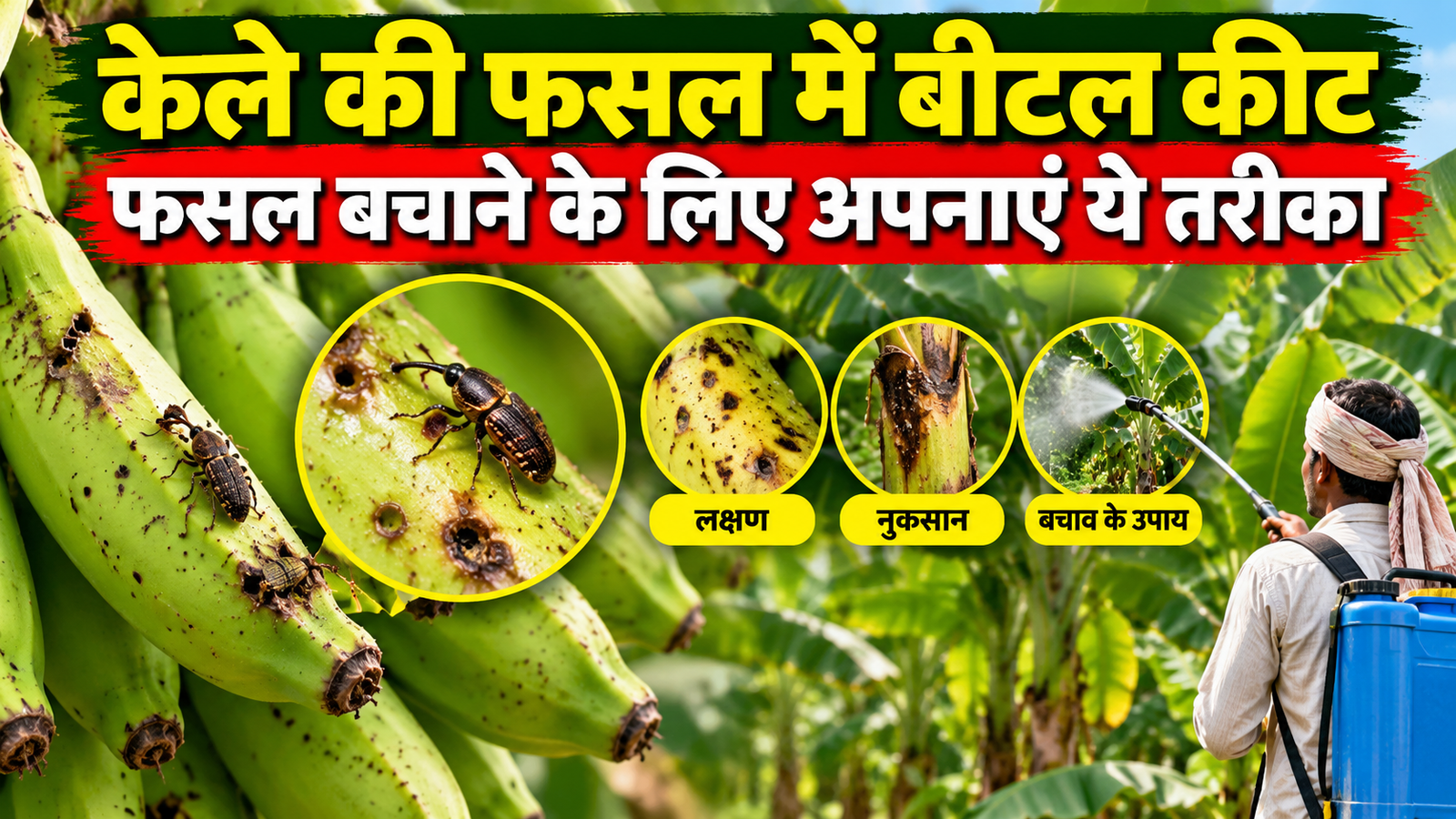 केले की फसल में बीटल कीट का प्रकोप, फसल बचाने के लिए किसान अपनाएं ये तरीका Kele Ki Fasal Mein Beetle Keet