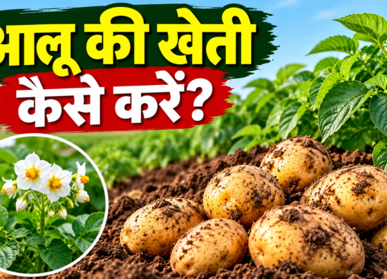 Aaloo Ki Kheti Kaise Kare