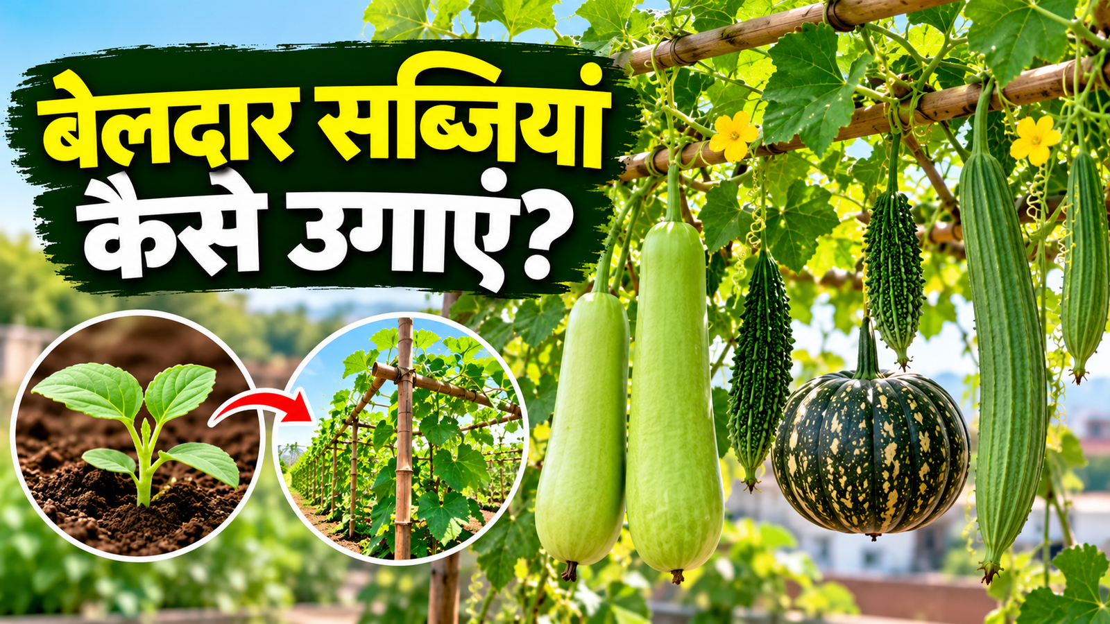 खेतों में उगाएं ये 5 बेलदार सब्जियां, जानें बुवाई से लेकर देखभाल तक का तरीका Beladar Sabjiyan Kaise Ugayen