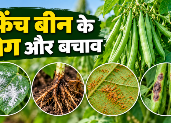 French Bean Ke Rog Aur Upay