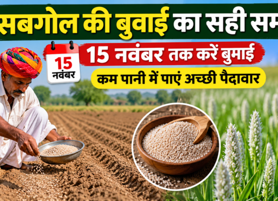 Isabgol Ki Buwai Ka Sahi Samay