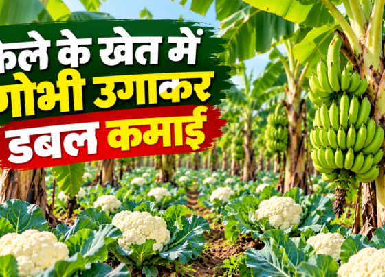 Bipin Singh Kele Aur Gobhi Ki Kheti Success Story