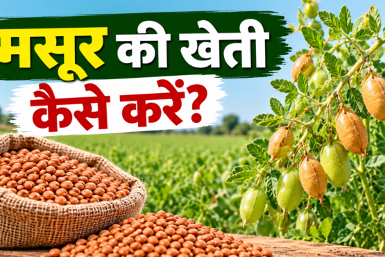 Masoor Ki Kheti Kaise Kare