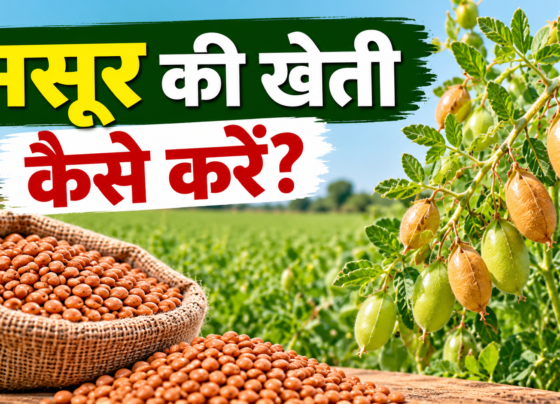 Masoor Ki Kheti Kaise Kare
