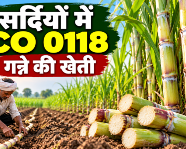 Sardi Mein CO 0118 Ganne Ki Kheti