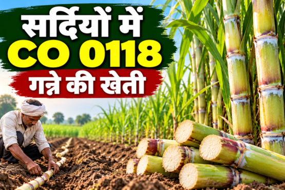 Sardi Mein CO 0118 Ganne Ki Kheti