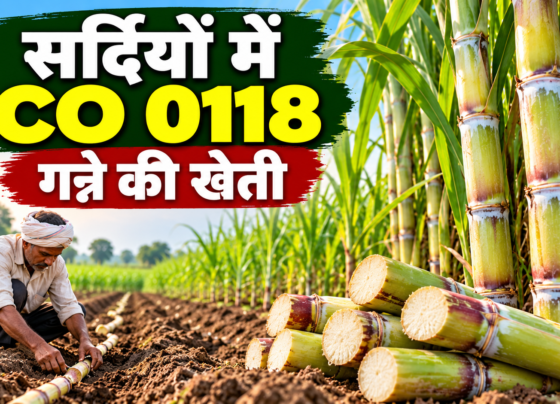 Sardi Mein CO 0118 Ganne Ki Kheti
