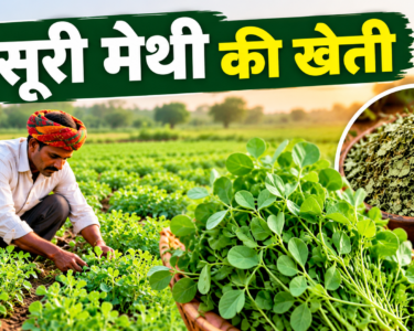 Kasuri Methi Ki Kheti Kaise Karein