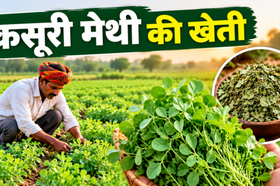 Kasuri Methi Ki Kheti Kaise Karein