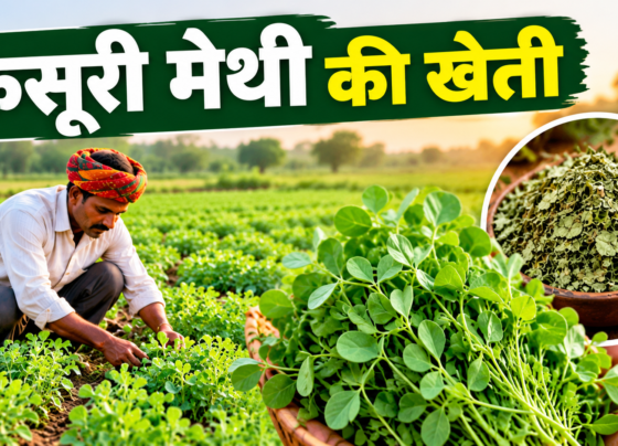 Kasuri Methi Ki Kheti Kaise Karein