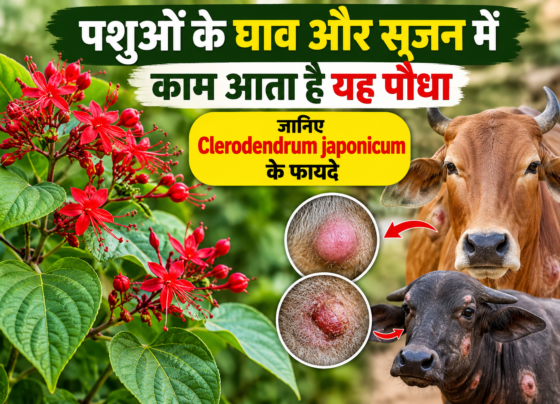 Clerodendrum japonicum Ke Fayde