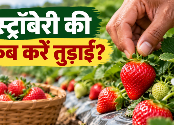 Strawberry Ki Tudai Kab Kare