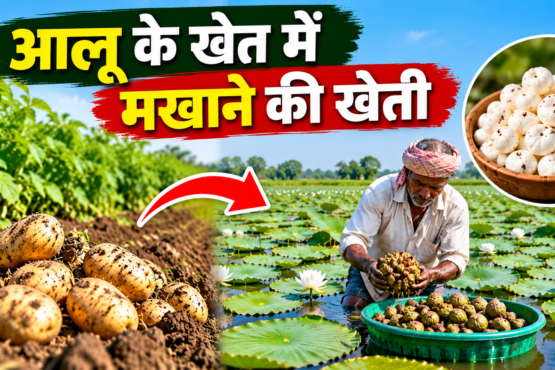 Aloo Ke Khet Mein Makhane Ki Kheti Kaise Kare