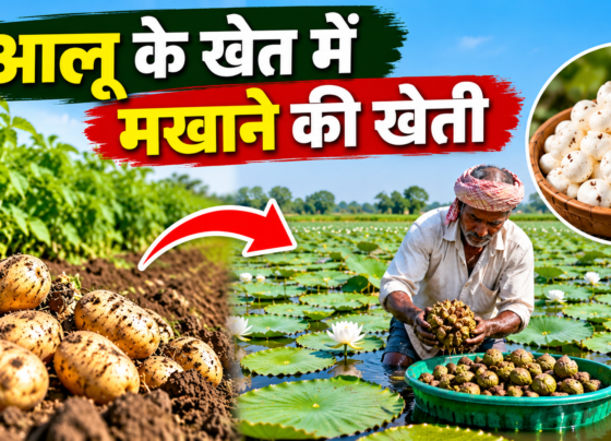 Aloo Ke Khet Mein Makhane Ki Kheti Kaise Kare